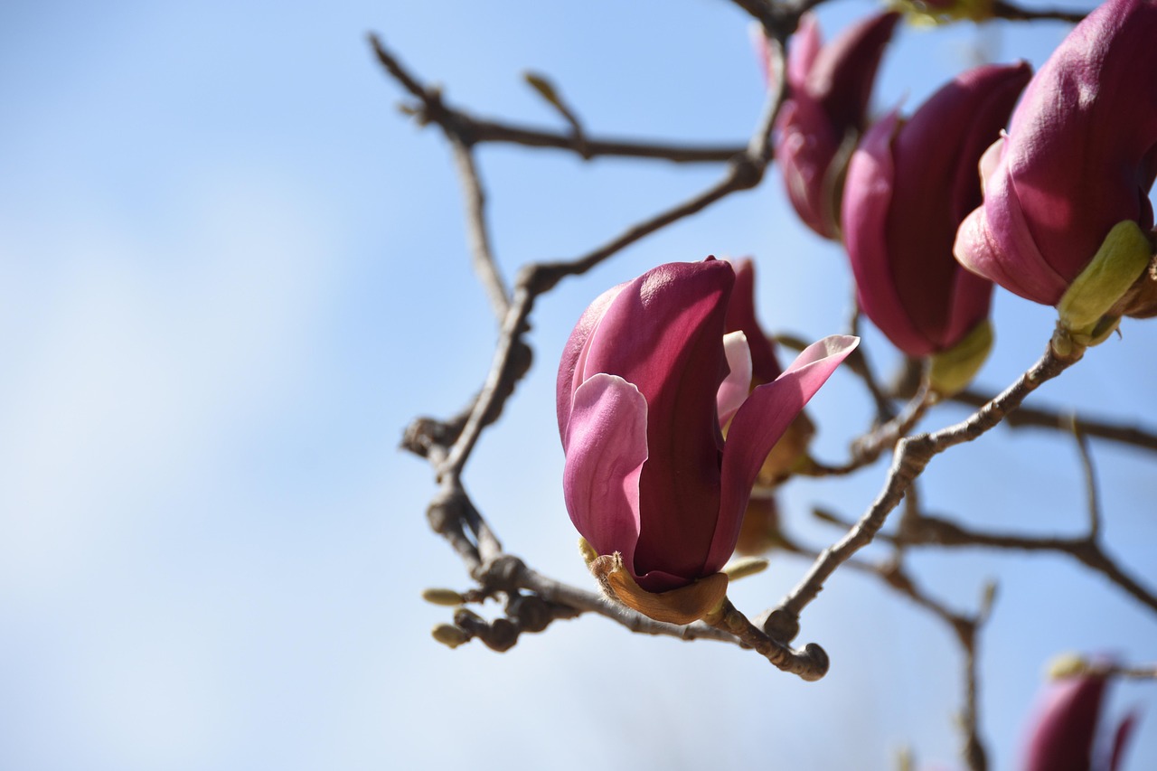 découvrez les programmes de fidélité pour voyageurs fréquents qui vous permettent de cumuler des points, d'obtenir des réductions sur vos vols et de profiter d'avantages exclusifs. maximisez vos voyages grâce à nos conseils sur les meilleures offres et astuces pour tirer parti de ces programmes.